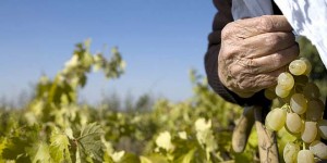 تصوير علاء كحل