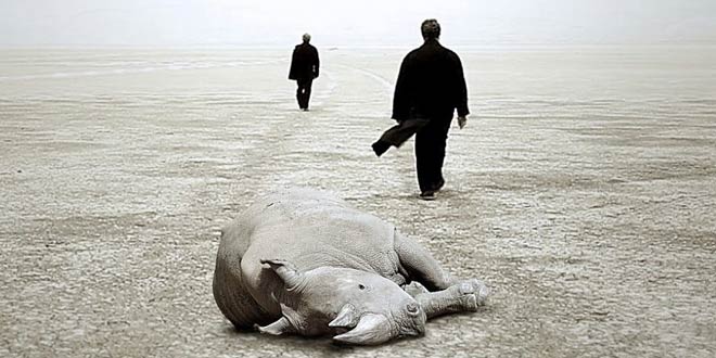 Rhino Season، موسم وحيد القرن