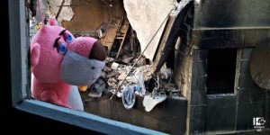 النمر الوردي وسط الدمار - سوريا