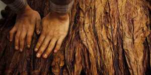 زراعة الدخان، تجفيف اوراق الدخان