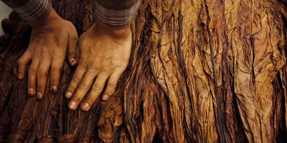 زراعة الدخان، تجفيف اوراق الدخان