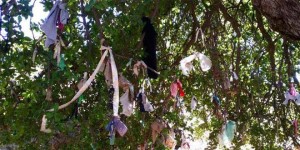 سنديانة أم الشراطيط